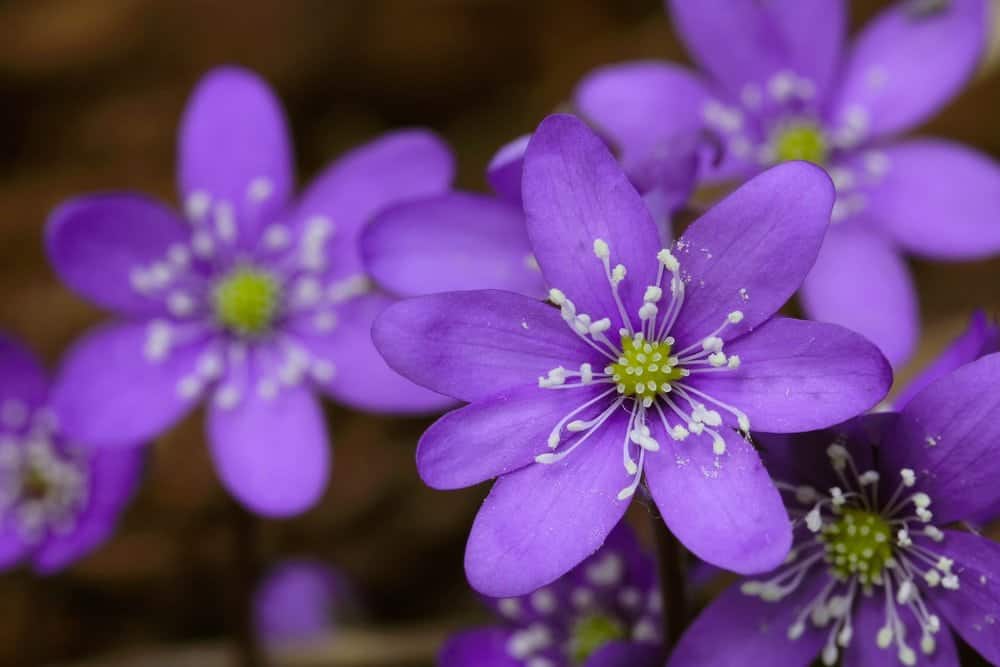 Purple flowers ar the 2015 Smoky Mountain Wildflower Pilgrimage