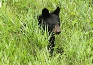 Black bear cub in meadow at Cades Cove