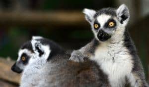 Ring Tailed Lemur at Rainforest Discovery Zoo in Sevierville TN