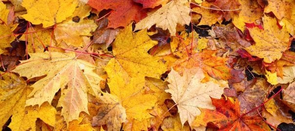 Top 4 Best Places to Enjoy Fall Colors in Gatlinburg TN