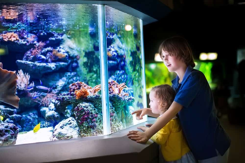 kids-enjoying-aquarium