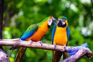 2 parrots at parrot mountain in pigeon forge