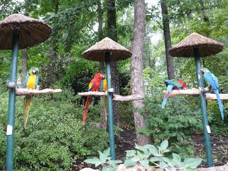 parrots in parrot mountain in pigeon forge