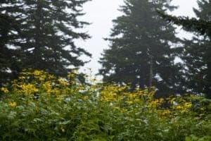 smoky mountain wildflowers