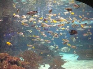 fish in an aquarium