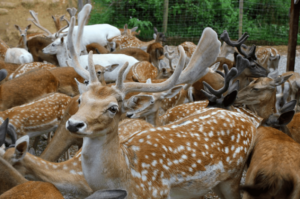Smoky Mountain Deer Farm Exotic Petting Zoo